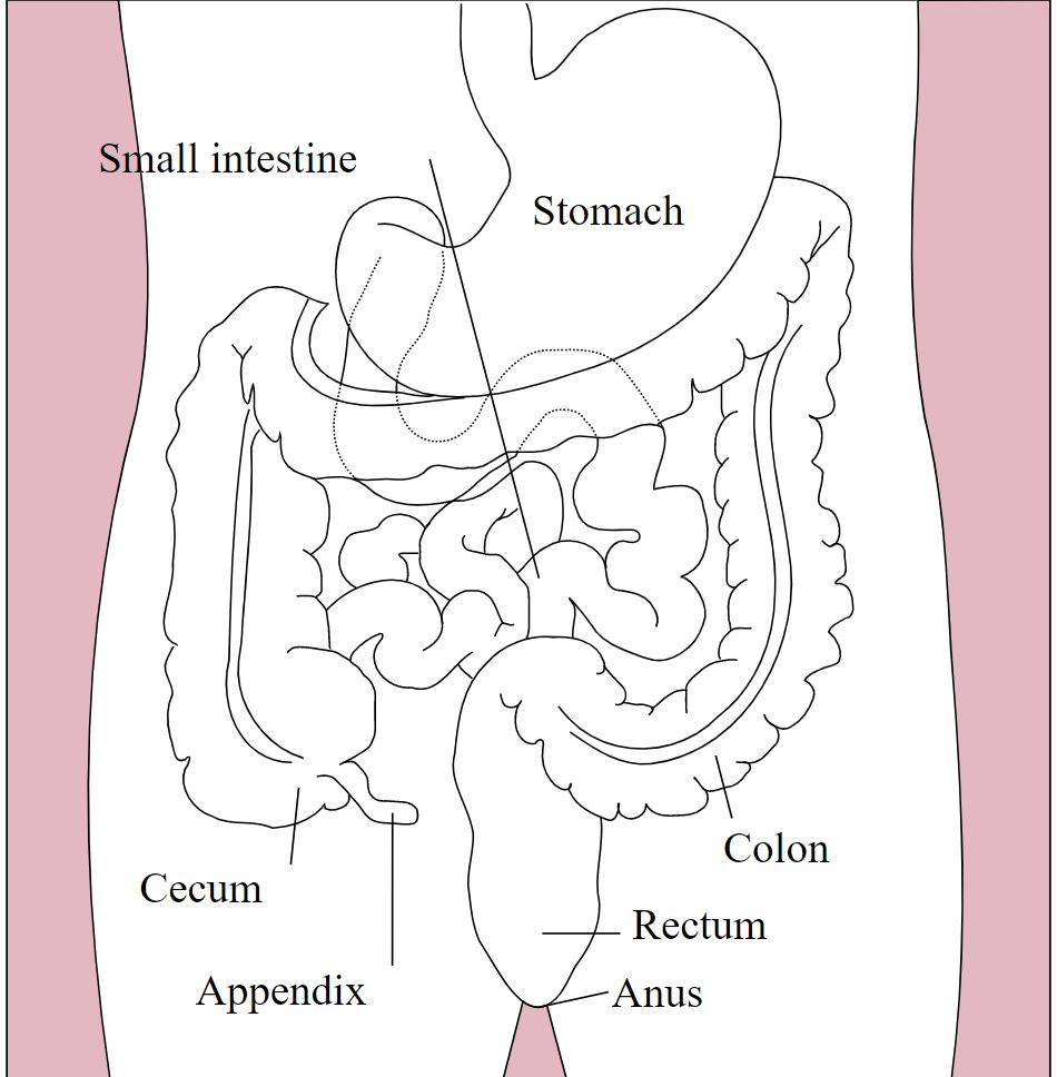 The organs of the digestive system