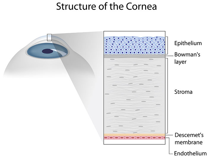 Structure of the Cornea: Epithelium, Bowman's layer, Stroma, Descemet's membrane, Endothelium