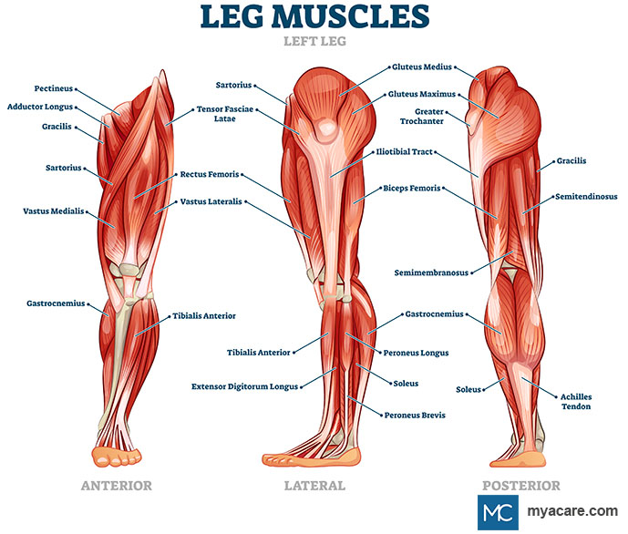 Anterior, Lateral and Posterior views of the Left leg and calf muscles
