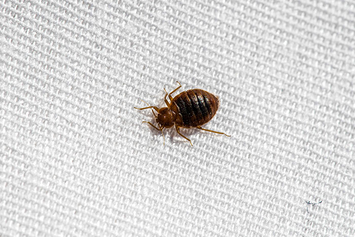 Bed bug - Bite Features, Pattern, Symptoms and Duration, Places found, Attractants, Prevention Measures