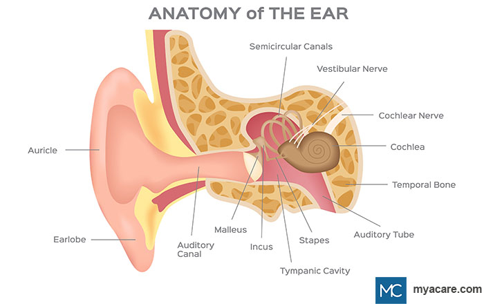 Ear Canal, Malleus, Incus, Stapes, Tympanic Cavity, Auditory Tube, Cochlea, Cochlear & Vestibular Nerves, Semicircular Canals