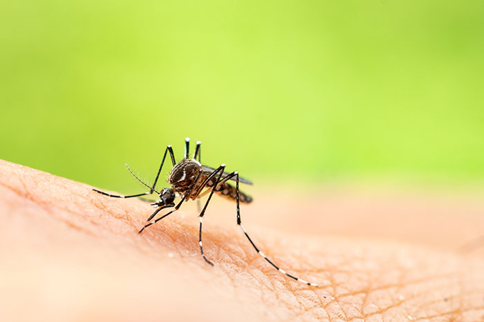 Mosquito - Bite Features, Pattern, Symptoms and Duration, Places found, Attractants, Prevention Measures