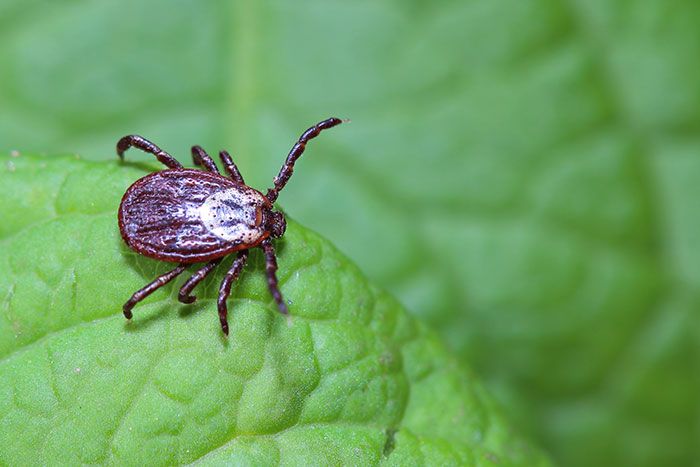 Tick - Bite Features, Pattern, Symptoms and Duration, Places found, Attractants, Prevention Measures