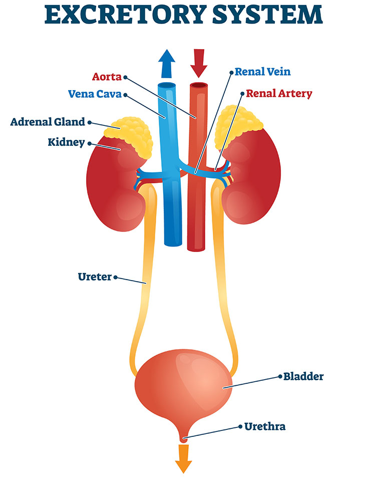 EXCRETORY SYSTEM OVERVIEW | Mya Care