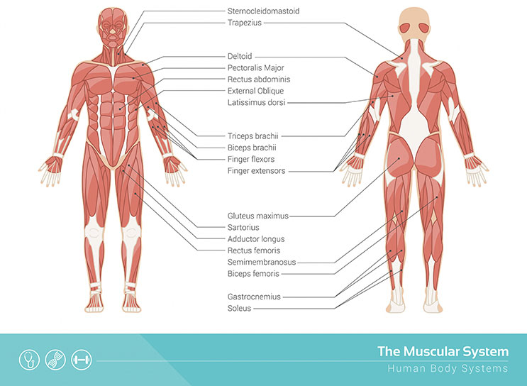 The human muscular system showing the various muscles and muscle groups with their locations in anterior and posterior views