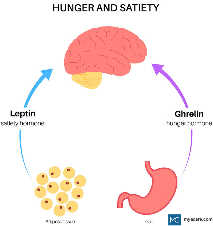 Hunger & satiety cycle regulated by signals to Brain from Hormones Leptin secreted in Fat cells and Ghrelin secreted in Gut