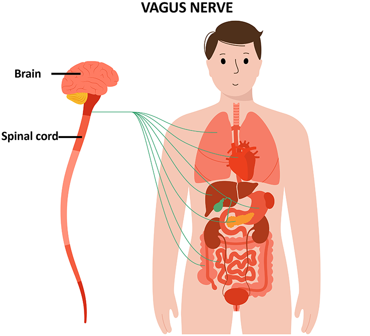 Vagus Nerve: Origin and sites of impulse transmission between the heart, lungs, GI system to the brain and spinal cord