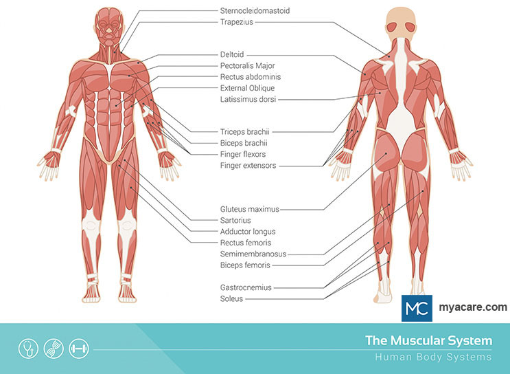 The human muscular system showing the various muscles and muscle groups with their locations in anterior and posterior views