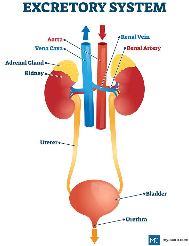 The Urinary Excretory system comprising of the Renal artery, Renal vein, Kidneys, Ureters, Bladder and Urethra