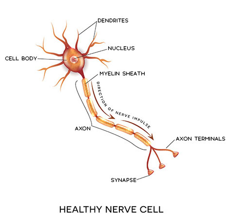 Healthy Nerve Cell - Cell body, Dendrites, Nucleus, Myelin Sheath, Axon, Nerve impulse direction, Synapse, Axon Terminals